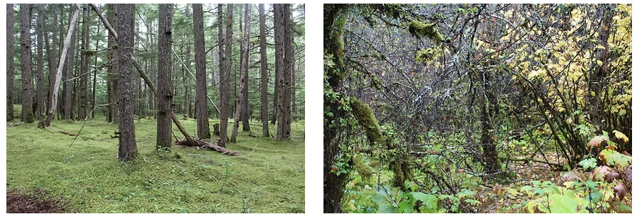 Indigenous Forest Gardens